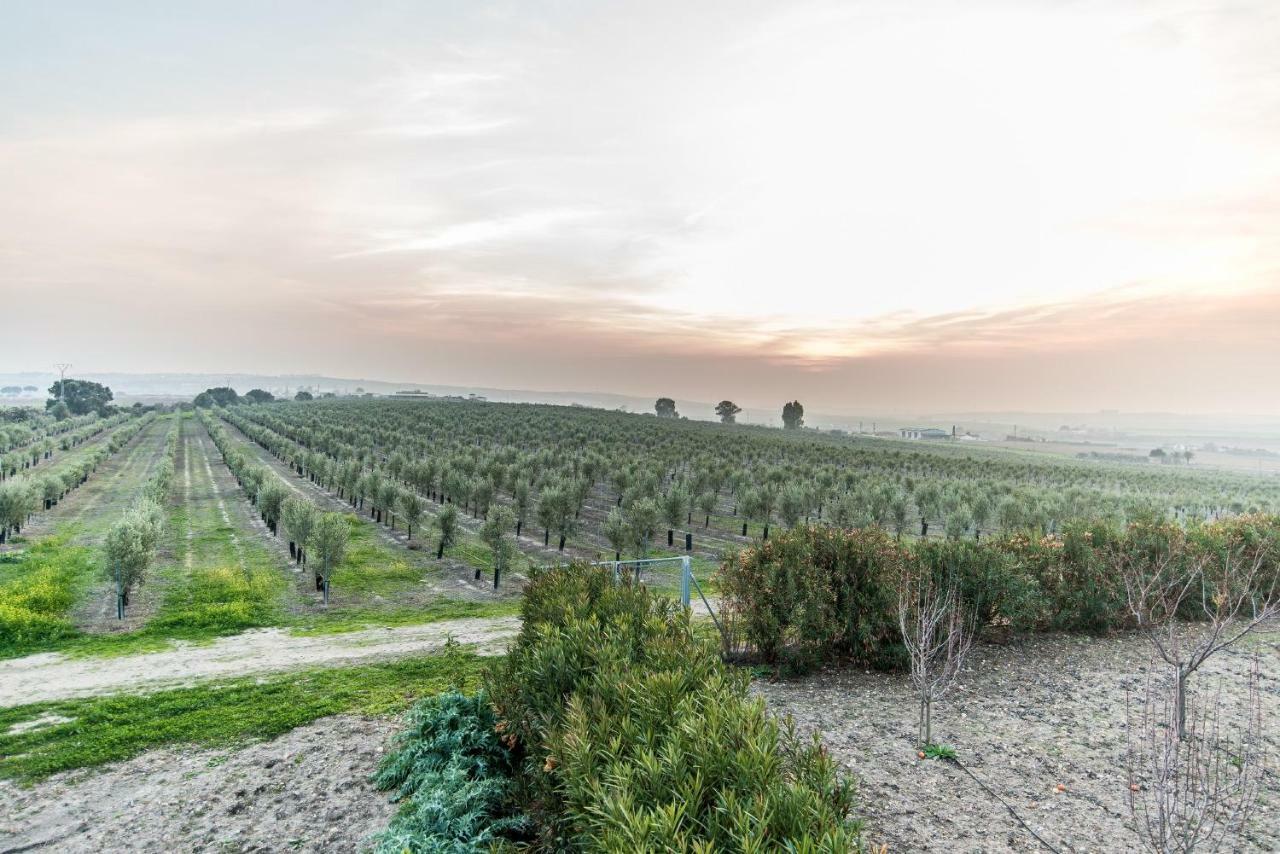 Vivienda Rural Olivar De San Telmo Аркос де ла Фронтера Екстериор снимка