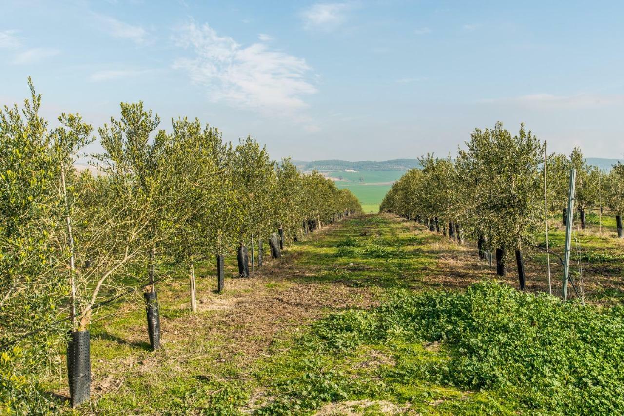 Vivienda Rural Olivar De San Telmo Аркос де ла Фронтера Екстериор снимка