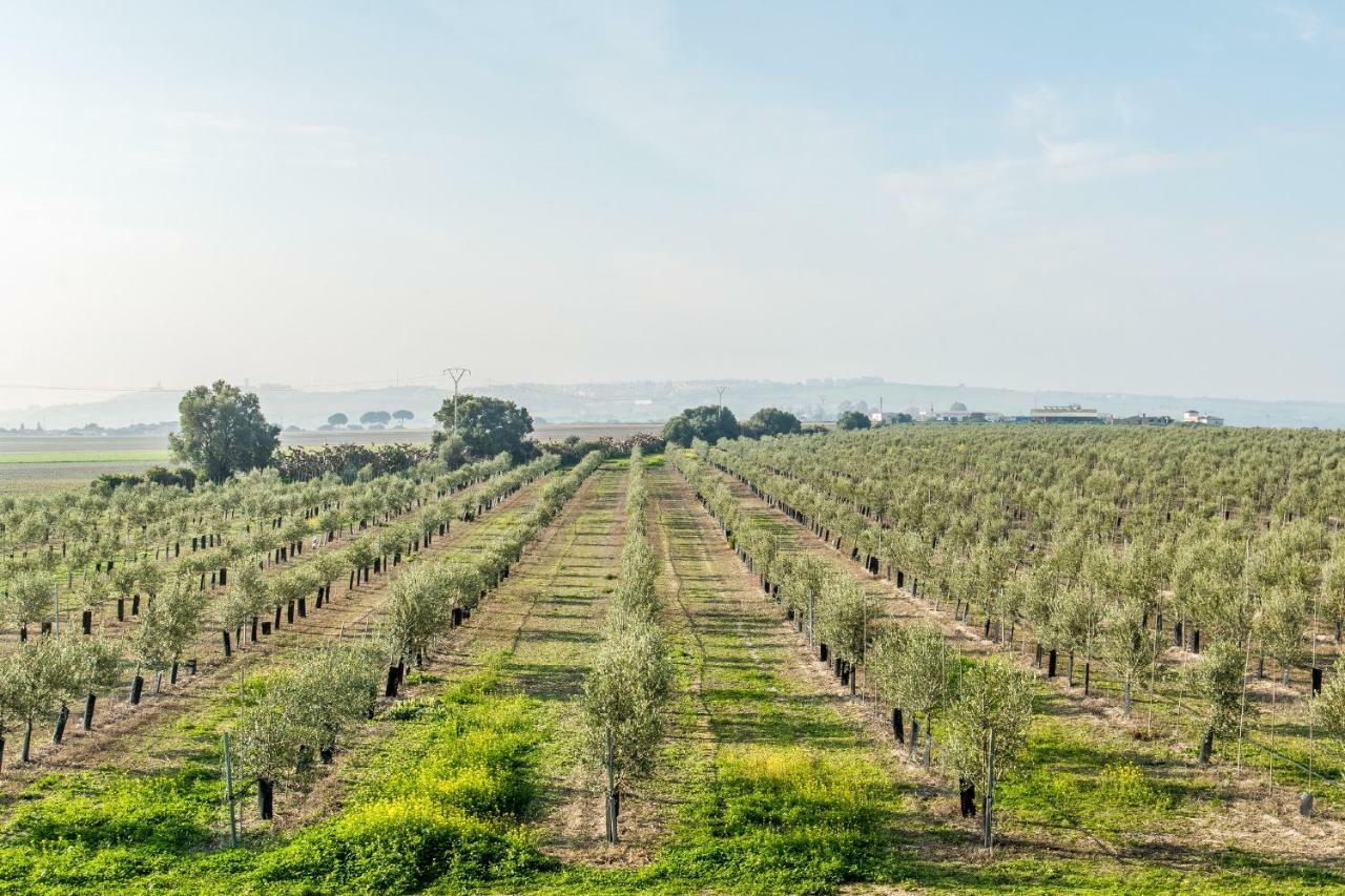 Vivienda Rural Olivar De San Telmo Аркос де ла Фронтера Екстериор снимка