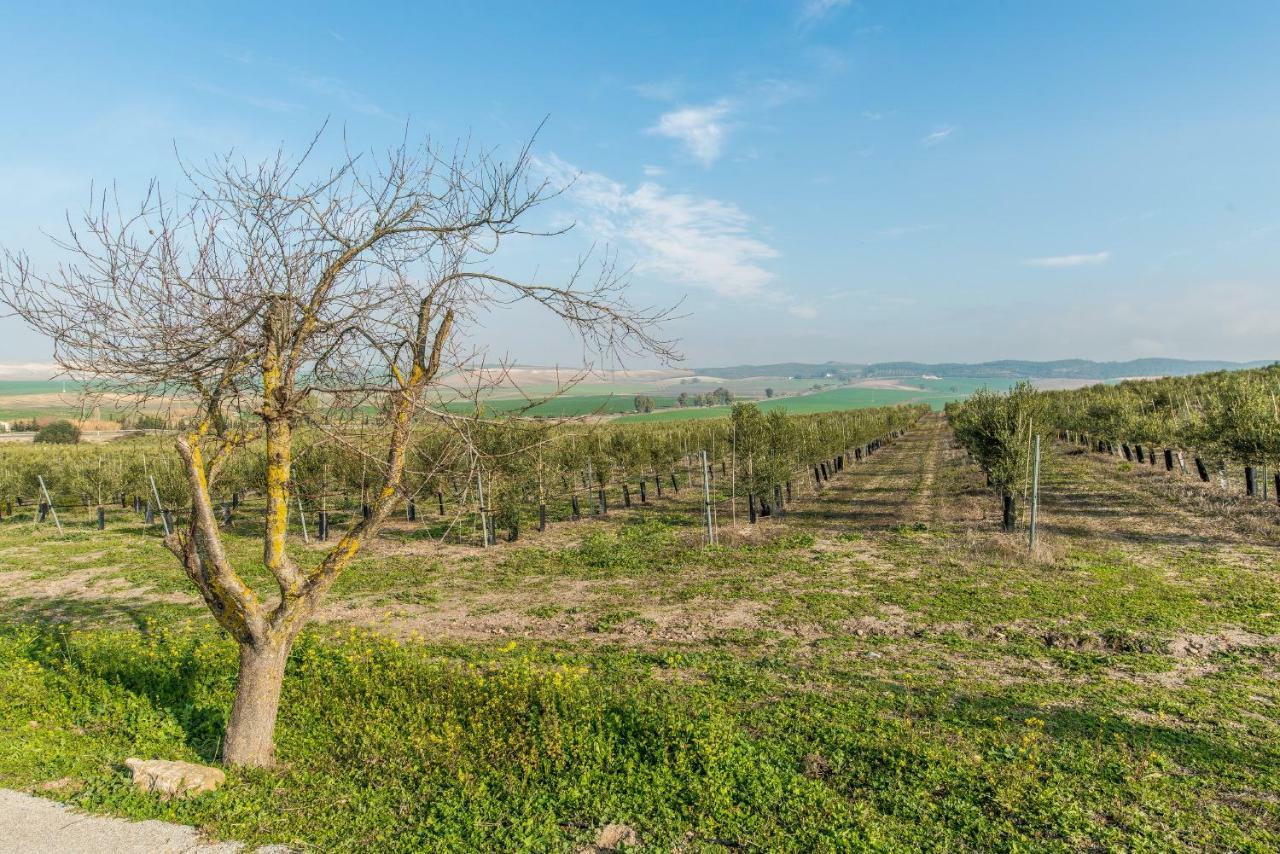 Vivienda Rural Olivar De San Telmo Аркос де ла Фронтера Екстериор снимка